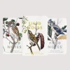Birds and Trees of North America - Owl